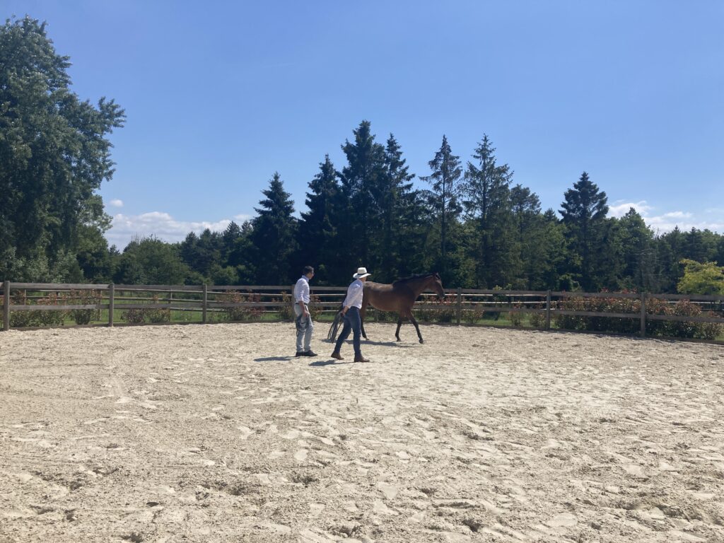 Séminaire Equicoaching